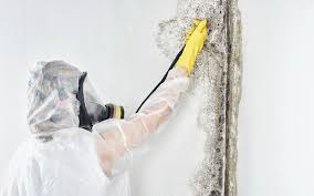 Asbestos and Lead Testing During Mold Inspection in Millbrae, CA